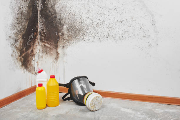 Best Preventive Mold Services in Northville, MI