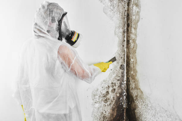 Best HVAC Mold Remediation in Northville, MI