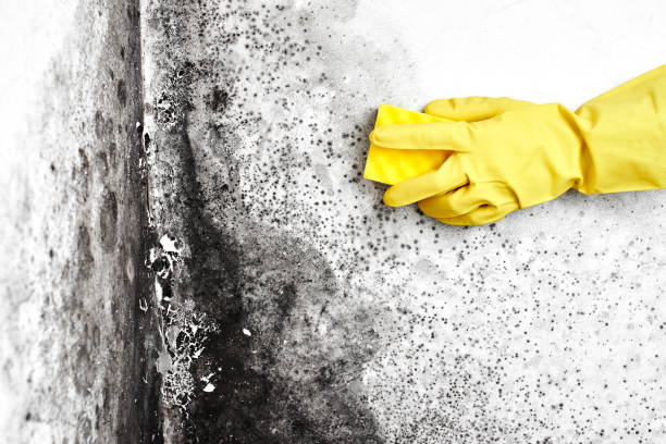 Trusted Northville, MI Mold Remediation Experts
