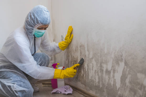 Best Black Mold Remediation in Northville, MI