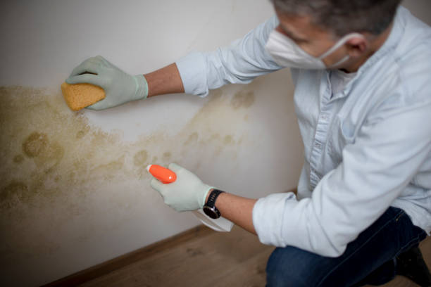 Best White Mold Remediation in Northville, MI