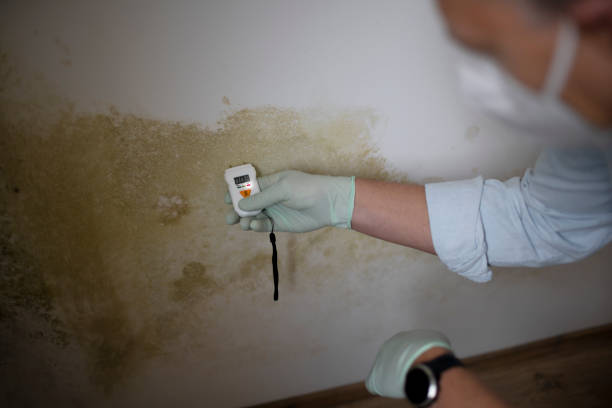 Best Post-Flood Mold Remediation in Northville, MI