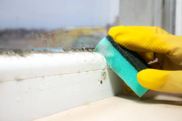 Best Bathroom Mold Remediation in Northville, MI