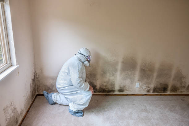 Best Mold Remediation for Specific Building Types in Northville, MI