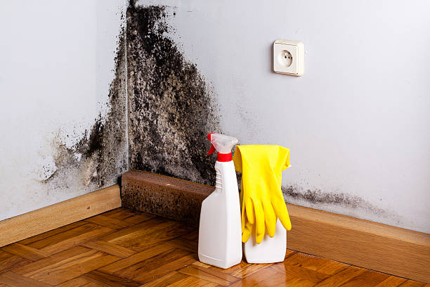 Best Residential Mold Remediation in Northville, MI