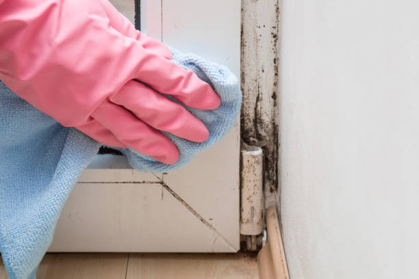 Best Insurance-Related Mold Remediation in Northville, MI