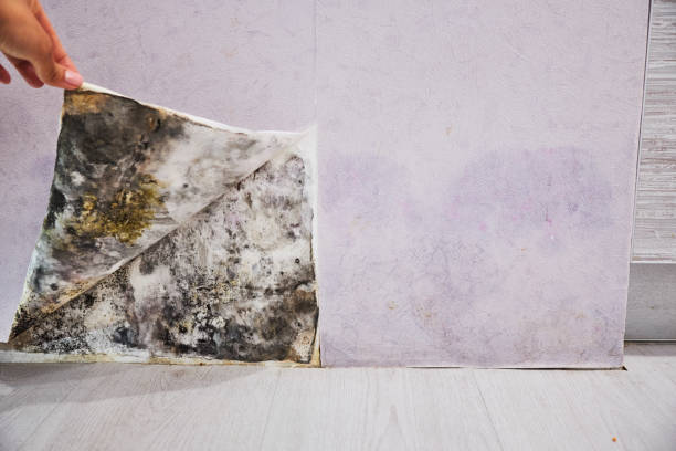 Best Emergency Mold Remediation in Northville, MI